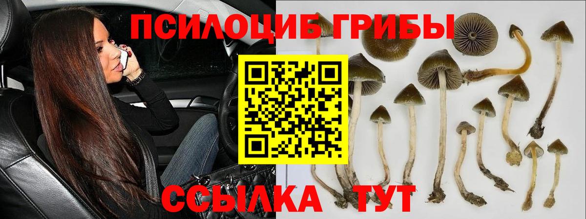 продажа наркотиков  Псилоцибиновые грибы прущие грибы  Вход с VPN  Новый Уренгой  Псилоцибиновые грибы MAGIC MUSHROOMS 